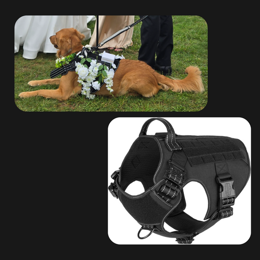 Dog Ring Bearer Package - Harness plus Ring Box Attachment