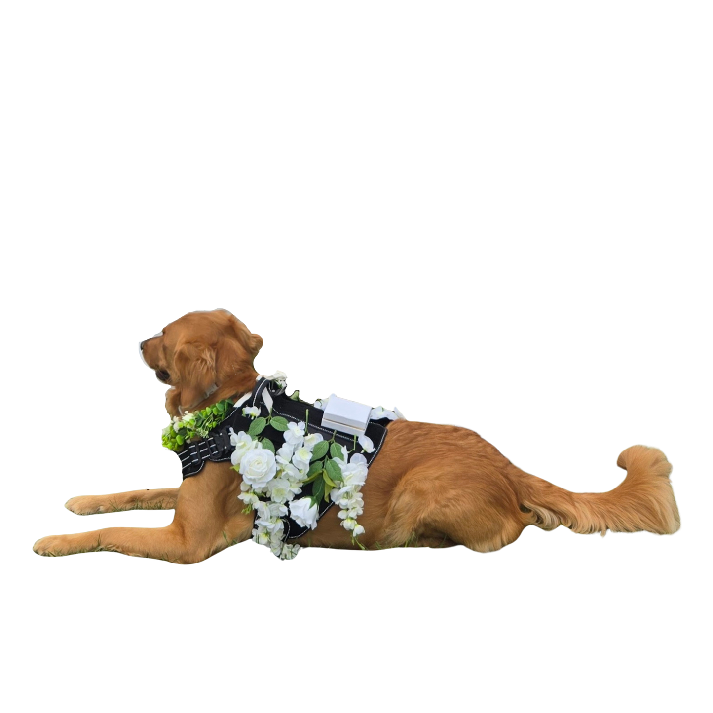 Dog wearing both the Ring Bearer and Flower Girl attachments on the Solo Shot Saddle, with white roses and greenery, perfect for weddings and special events by Solo Saber & Co.