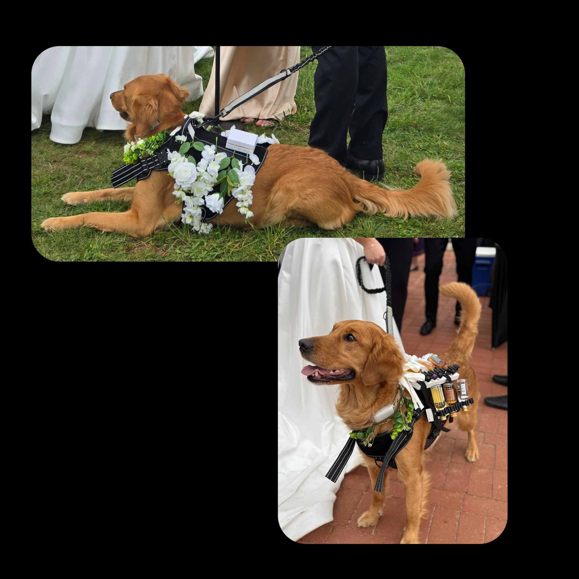 dog ring bearer dog flower girl dog shot harness vest