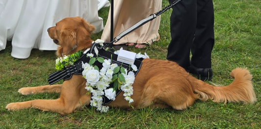 dog ring bearer and flower girl attachment to solo shooter saddle