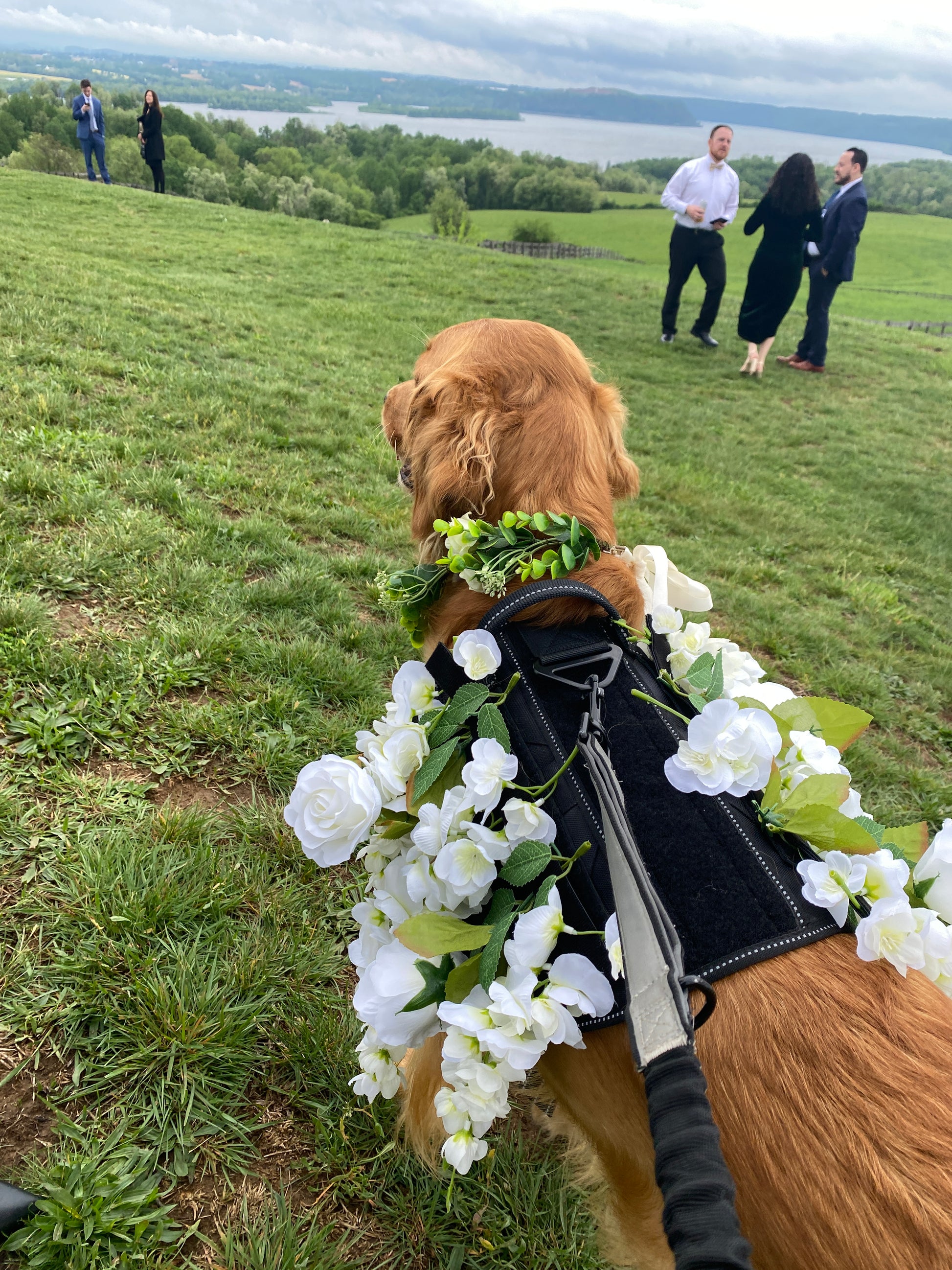 dog flower girl apparel harness