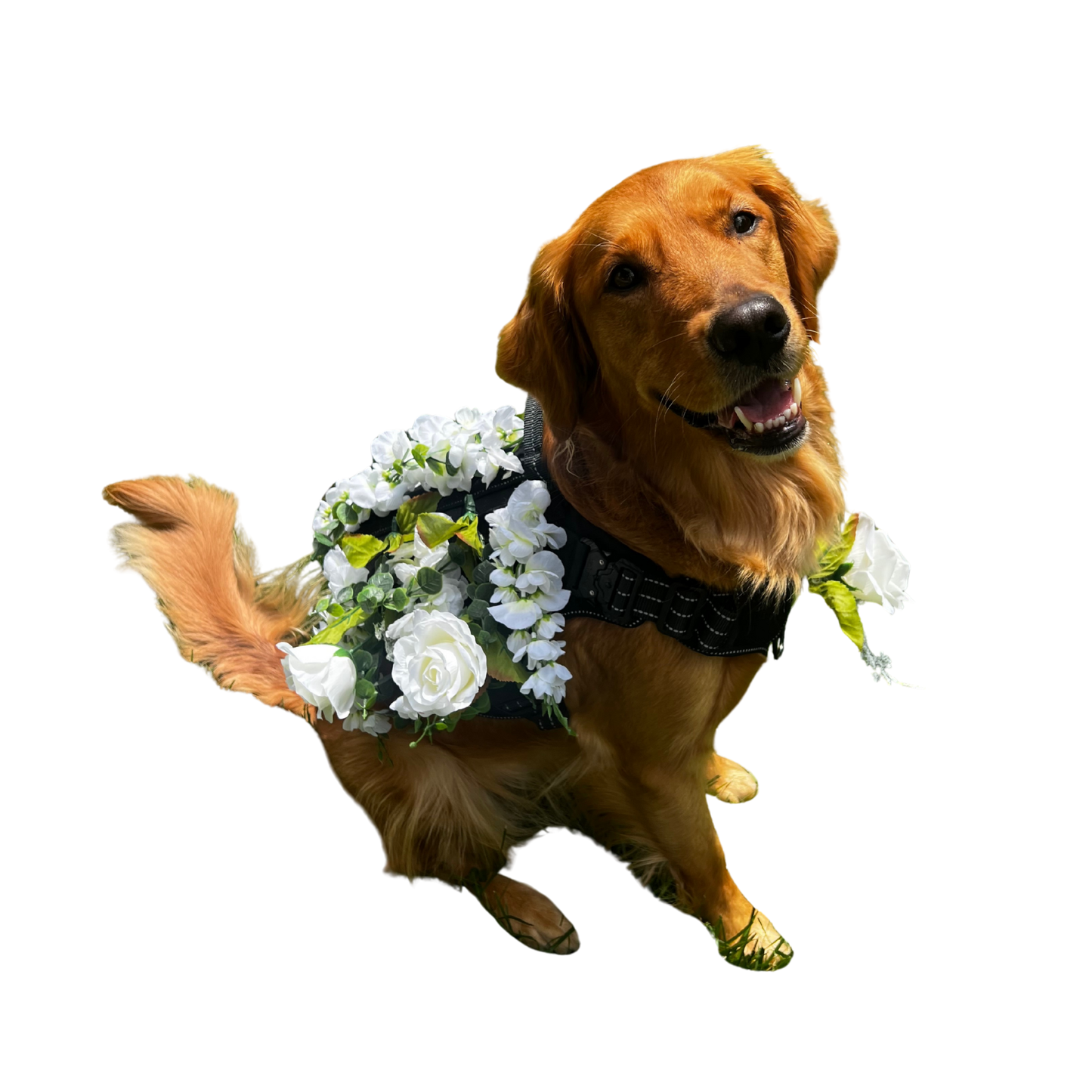 Wedding dog Flower Girl harness attachment decorated with white roses and greenery by Solo Saber & Co.