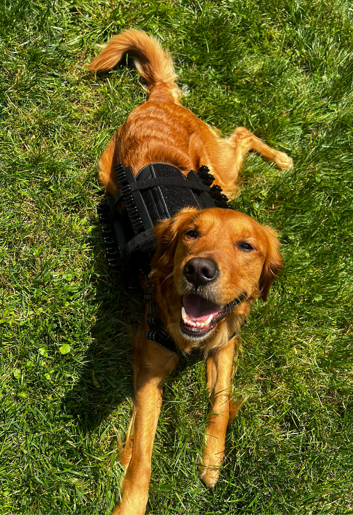 The Ultimate Wedding Party Pup Bundle: Solo Shooter Saddle Dog Shot Harness (24 shooters) + Flower Girl & Ring Bearer Attachments
