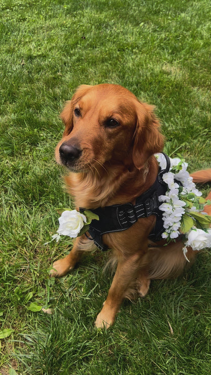 Dog flower girl harness decorated with white roses and greenery, perfect for weddings and special events by Solo Saber & Co.