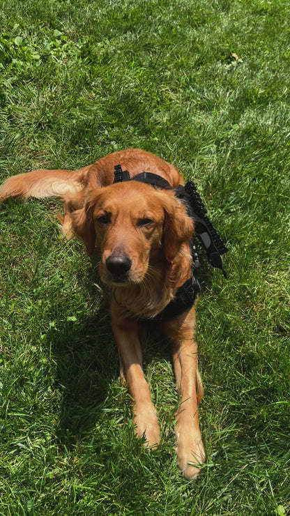 Video of Solo the dog lying on the ground wearing a 4-row all-black Solo Shot Saddle, showcasing the barktender harness accessory by Solo Saber & Co. for weddings and events