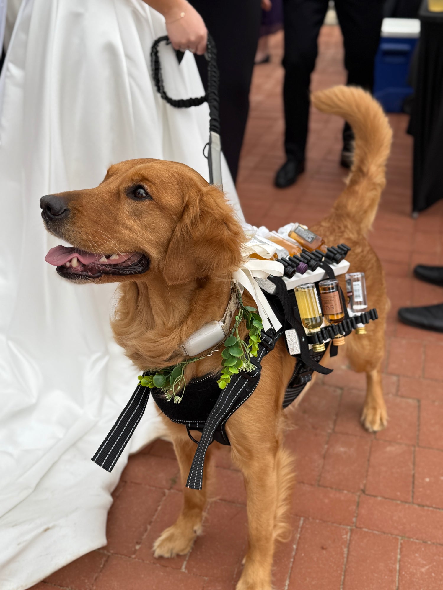 Solo in Shot Harness Saddle